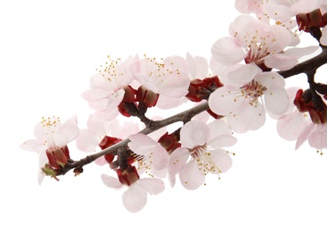 Photo of Beautiful blossoming apricot tree branch on white background