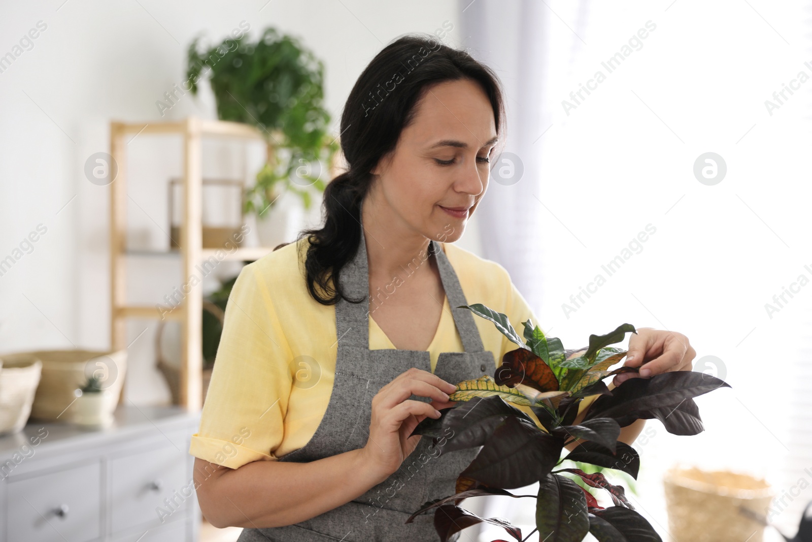 Photo of Mature woman taking care of houseplant at home. Engaging hobby