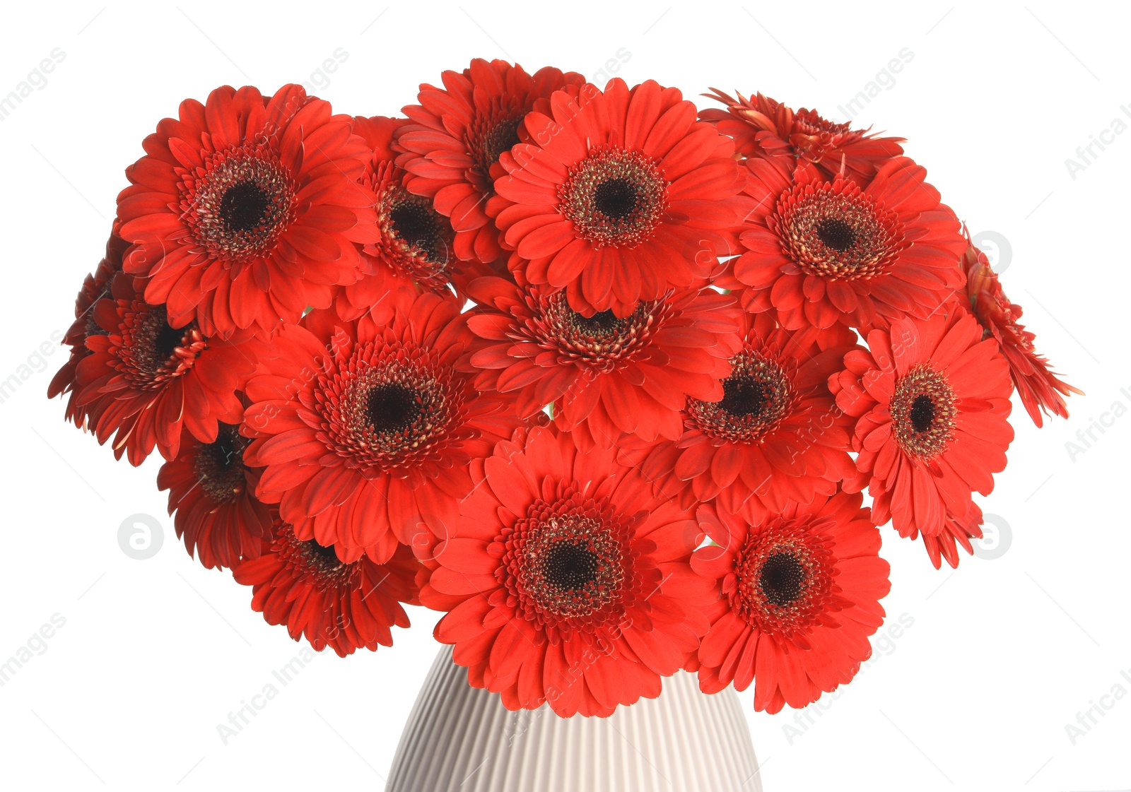 Photo of Bouquet of beautiful red gerbera flowers in ceramic vase on white background, closeup