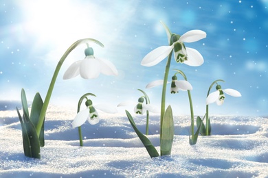 Image of Beautiful snowdrops growing through snow outdoors on sunny day. First spring flowers