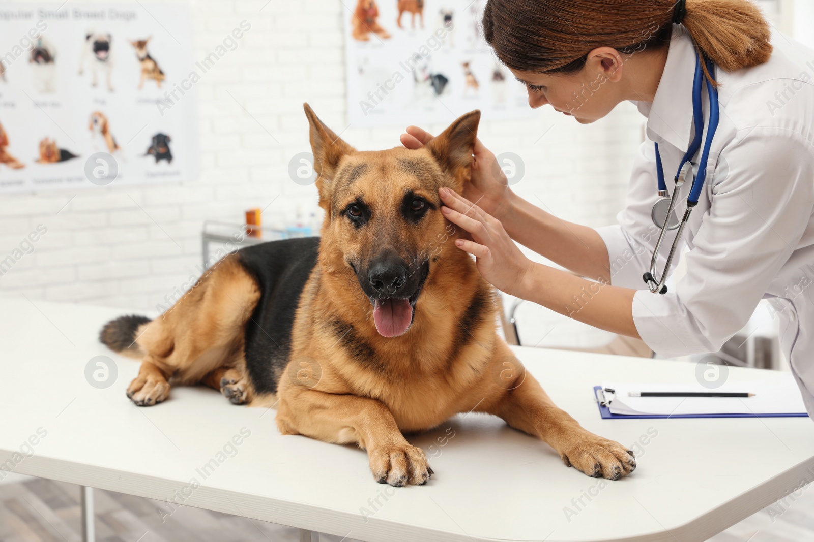 Photo of Professional veterinarian examining dog's ears in clinic