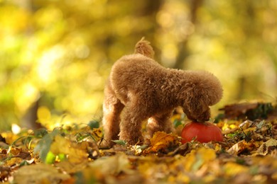 Photo of Cute Maltipoo dog, pumpkin and dry leaves in autumn park