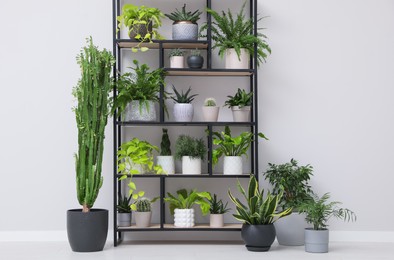 Photo of Shelving unit with many beautiful houseplants near white wall indoors. Interior design