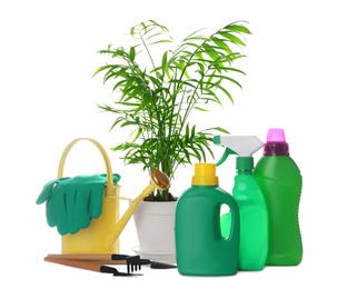 Photo of Beautiful house plant, bottles of fertilizers and gardening tools on white background