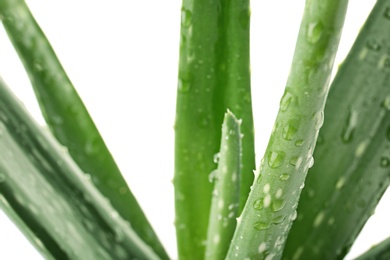 Photo of Leaves of aloe vera on white background, closeup