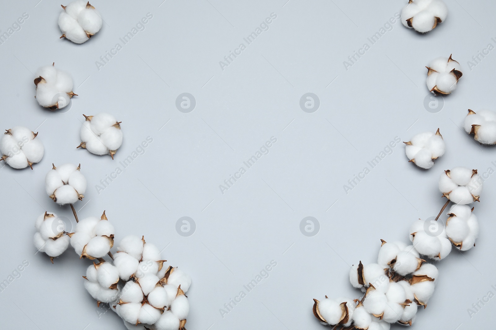 Photo of Beautiful cotton branches with fluffy flowers on light background, flat lay. Space for text