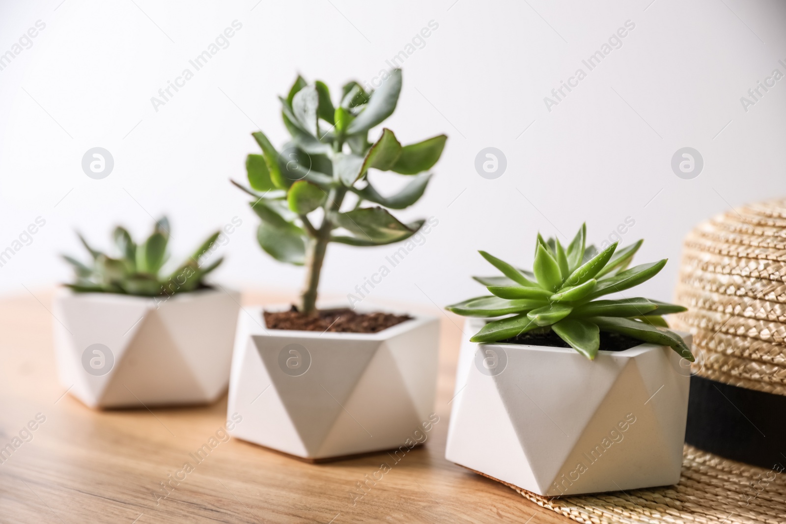 Photo of Beautiful succulents on wooden table, closeup. Interior decoration