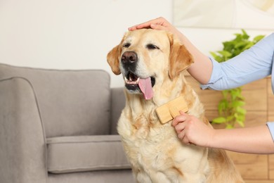 Photo of Woman brushing cute Labrador Retriever dog at home, closeup. Space for text