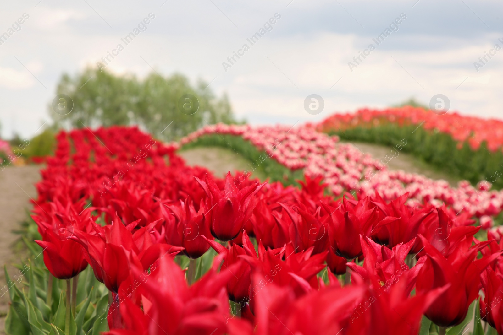 Photo of Beautiful red tulip flowers growing in field