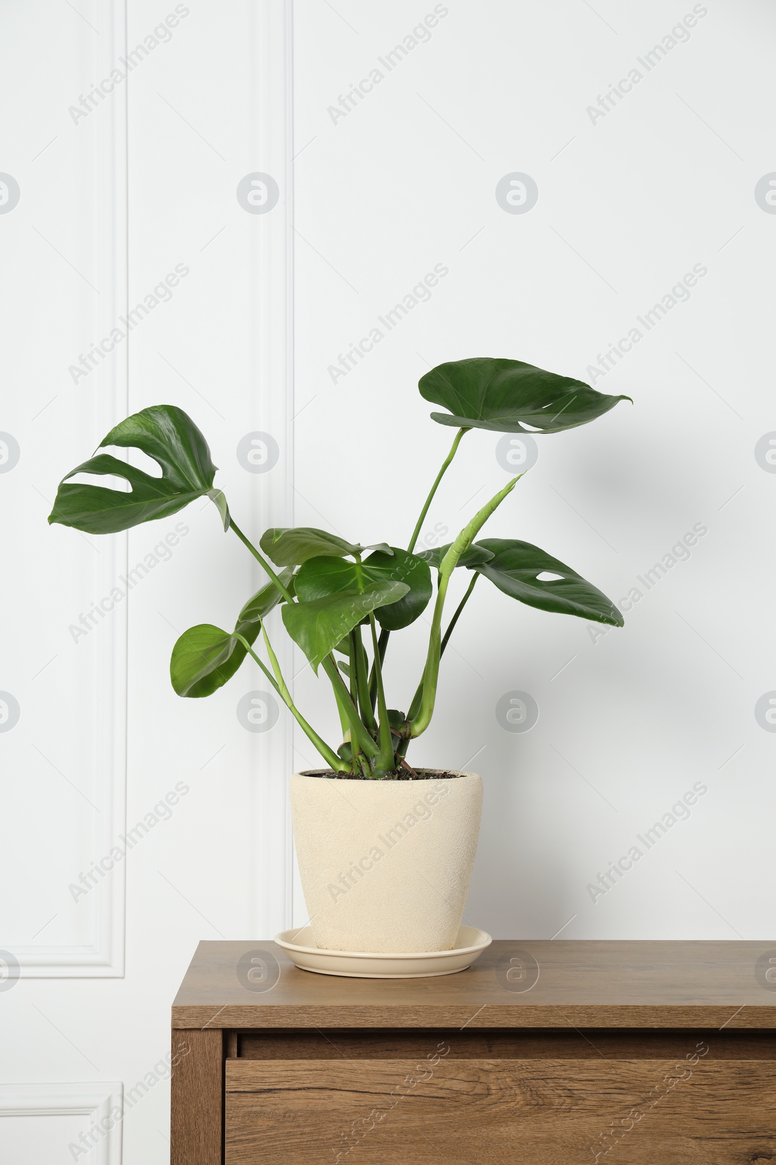 Photo of Potted monstera on wooden table near white wall. Beautiful houseplant