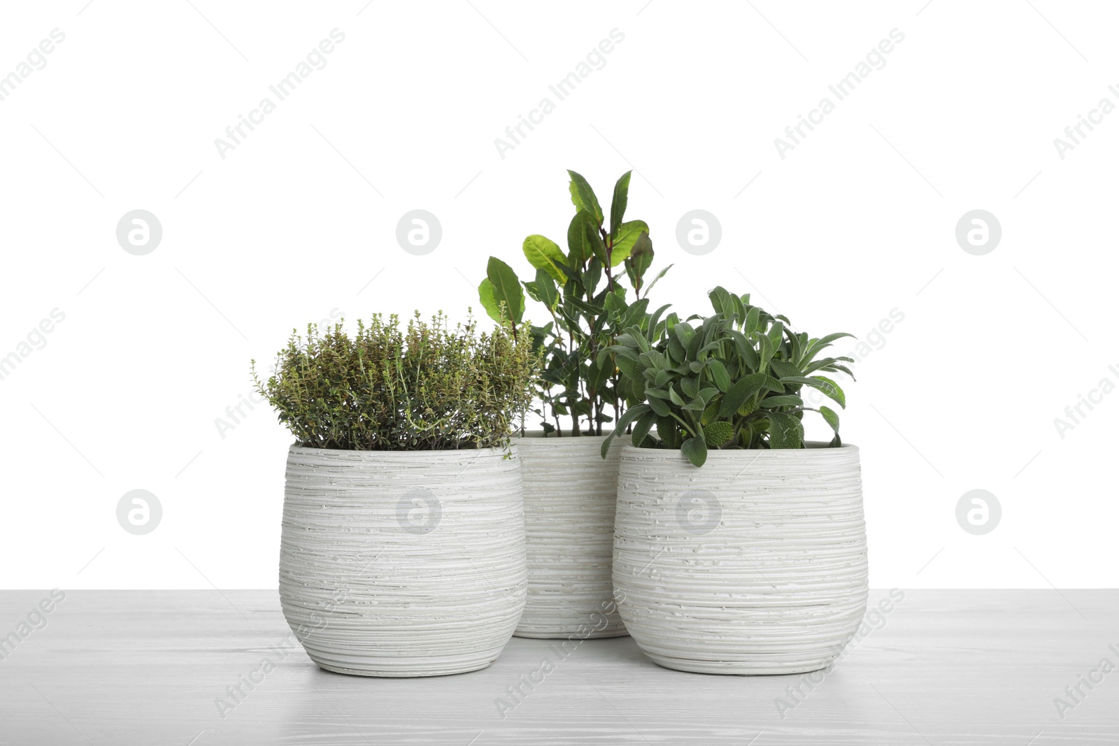 Photo of Pots with thyme, bay and sage on table against white background