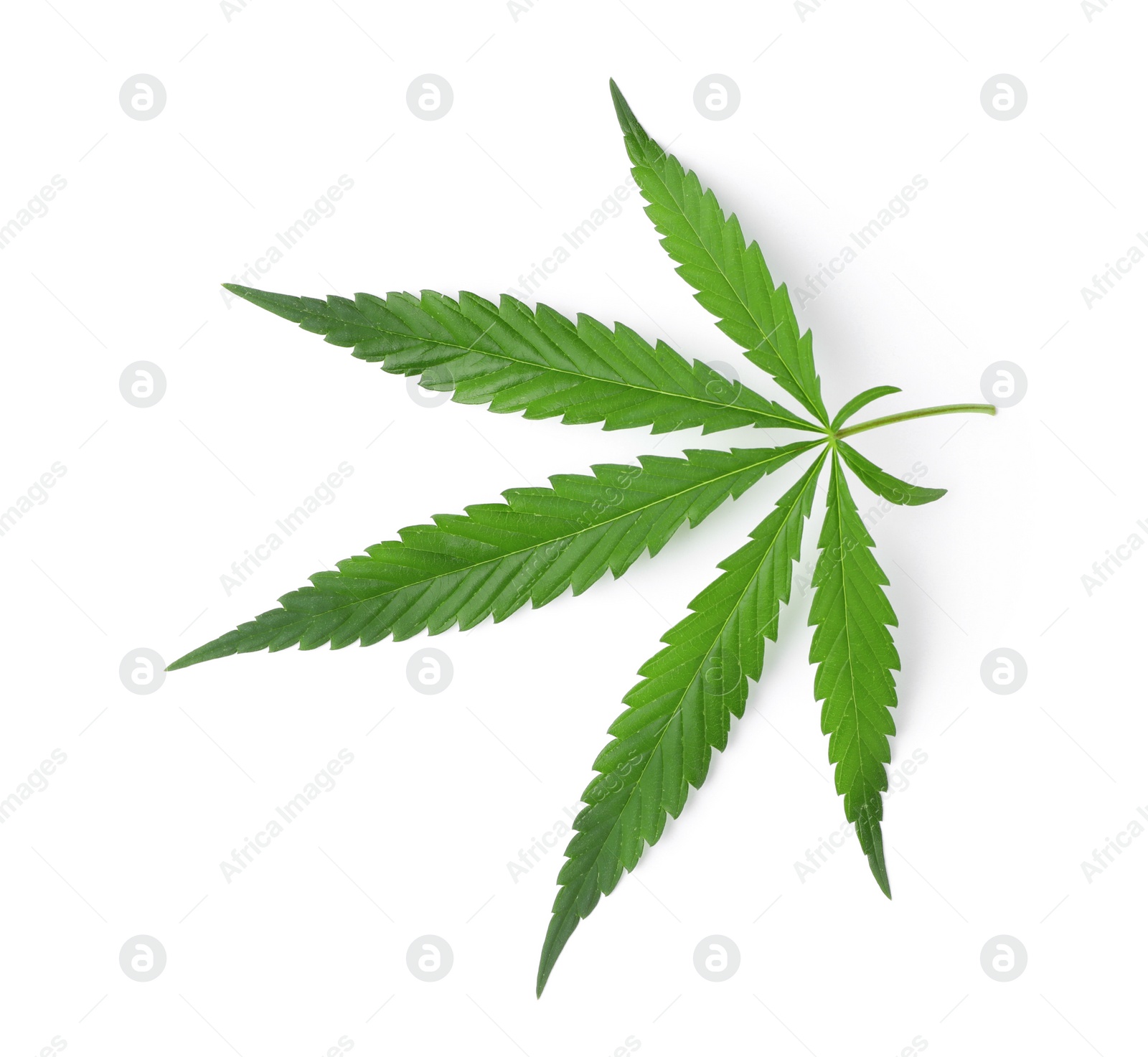 Photo of Green hemp leaf isolated on white, top view