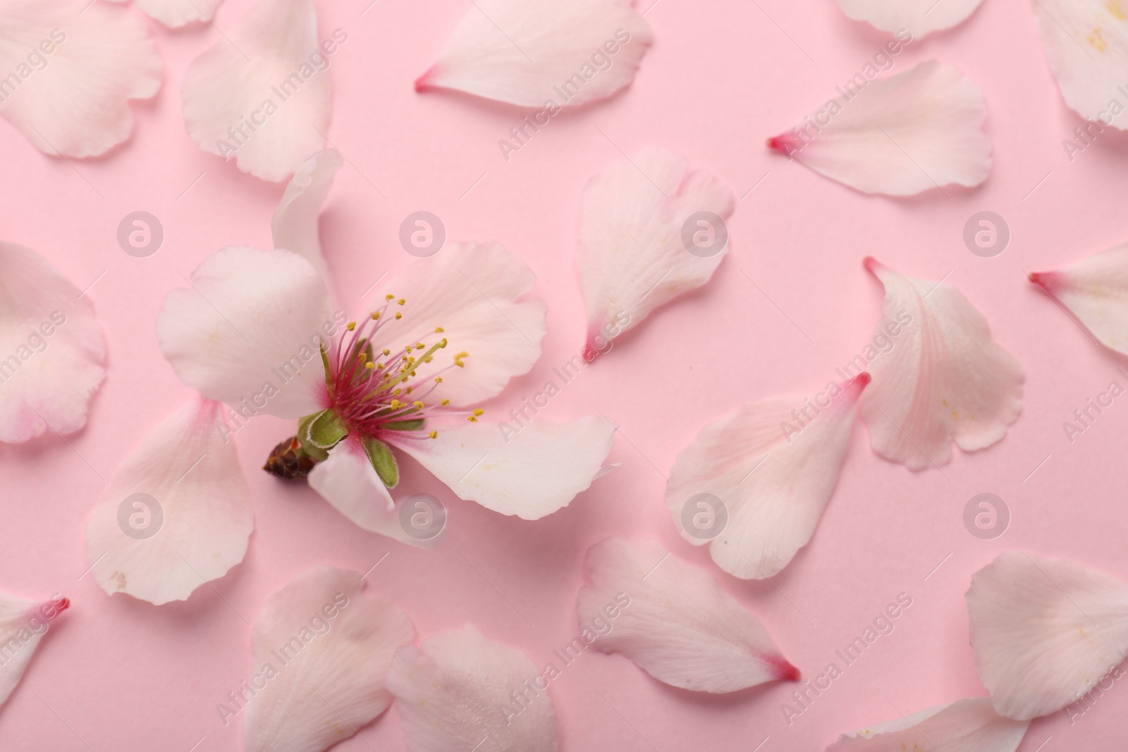 Photo of Spring blossom and petals on pink background, above view