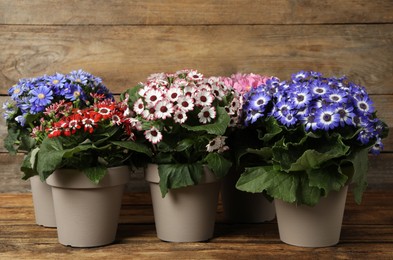 Photo of Beautiful cineraria plants in flower pots on wooden table