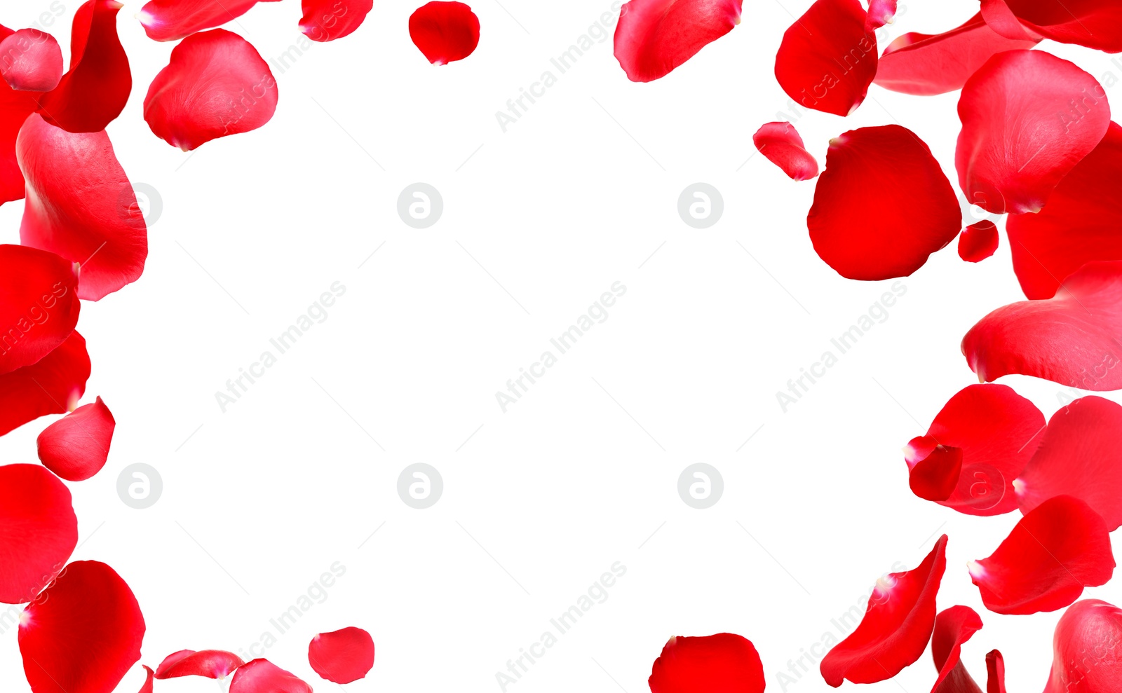 Image of Fresh red rose petals on white background