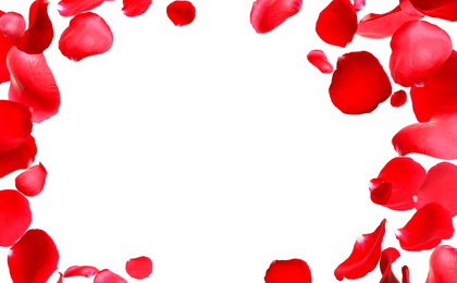 Image of Fresh red rose petals on white background