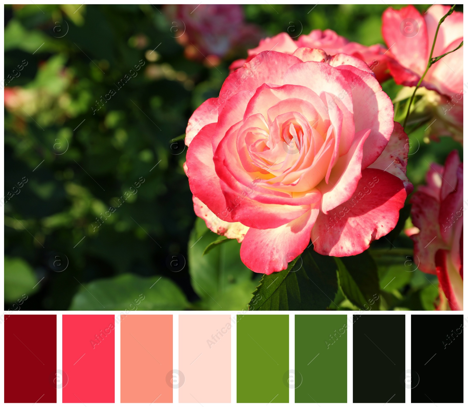 Image of Beautiful blooming pink rose outdoors on sunny day and color palette. Collage