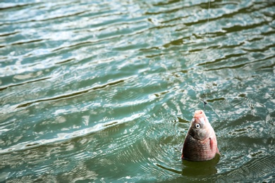 Photo of Catching fish on hook in river. Fishing day