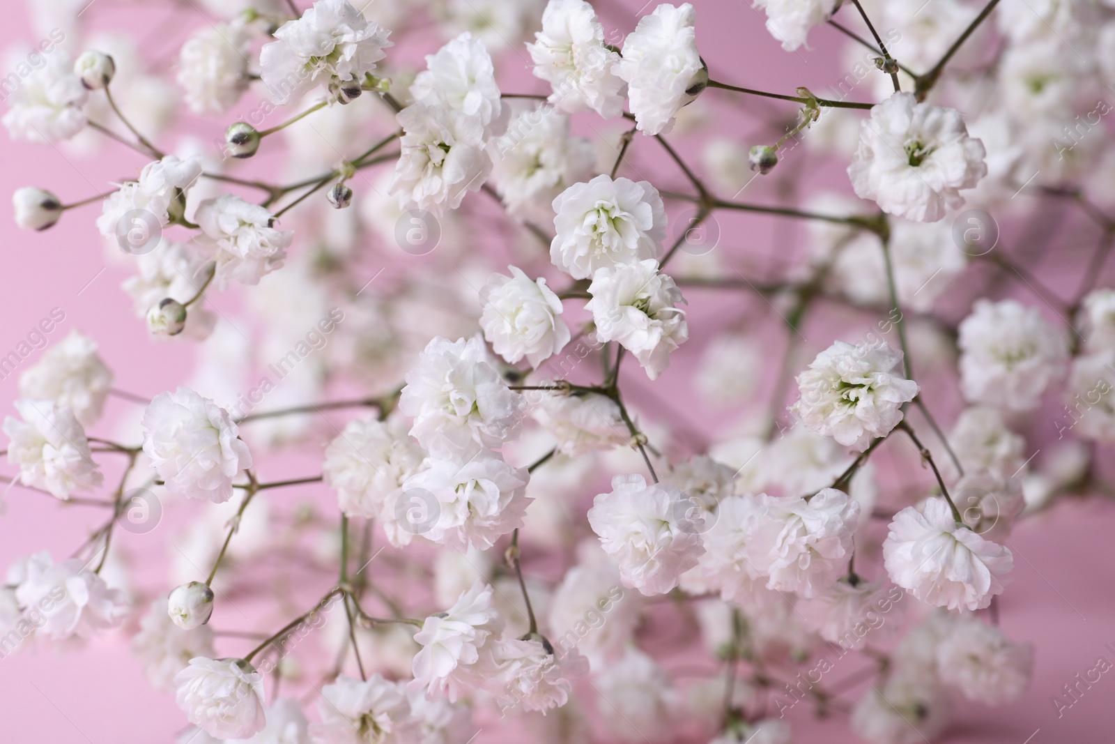 Photo of Beautiful gypsophila flowers on pink background, closeup view