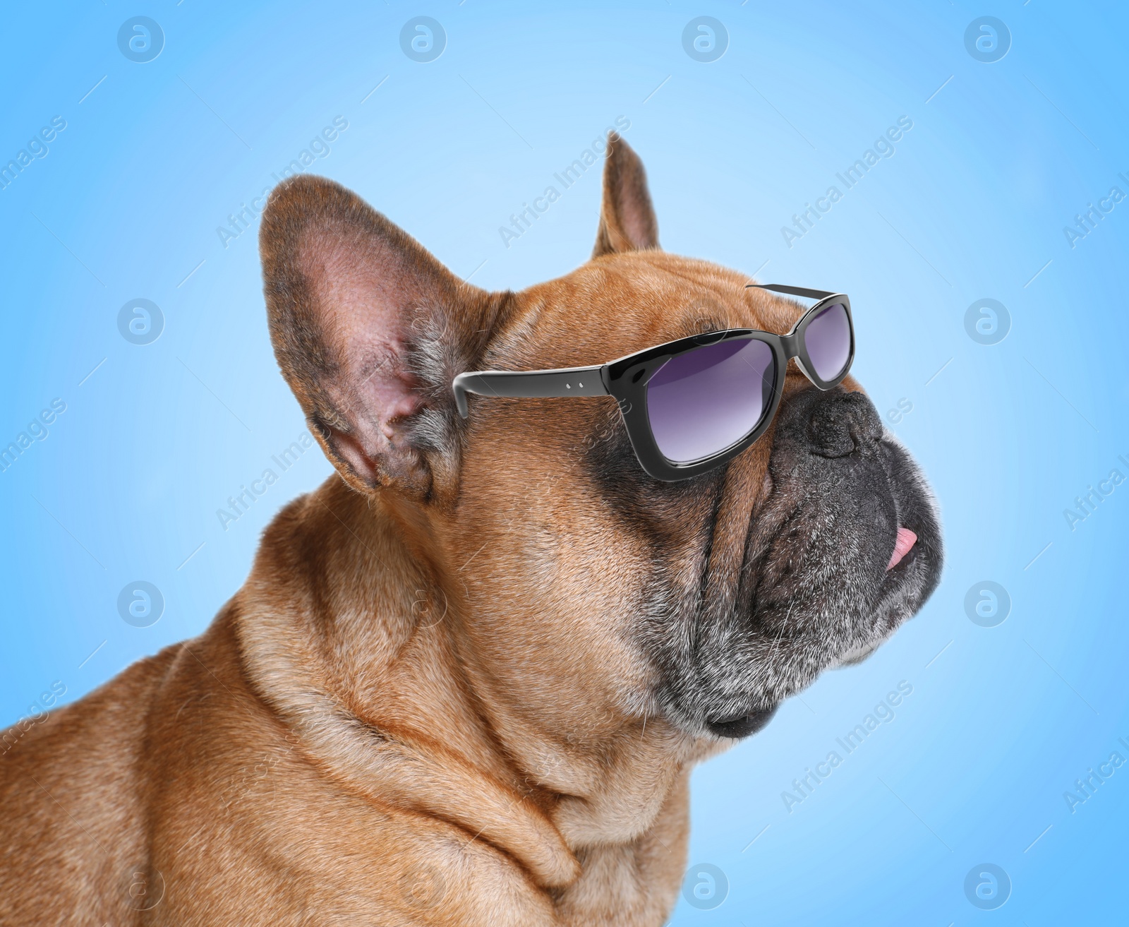 Image of Cute French bulldog with sunglasses on light blue background