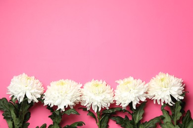 Photo of White chrysanthemum flowers and space for text on pink background, flat lay. Teacher's day
