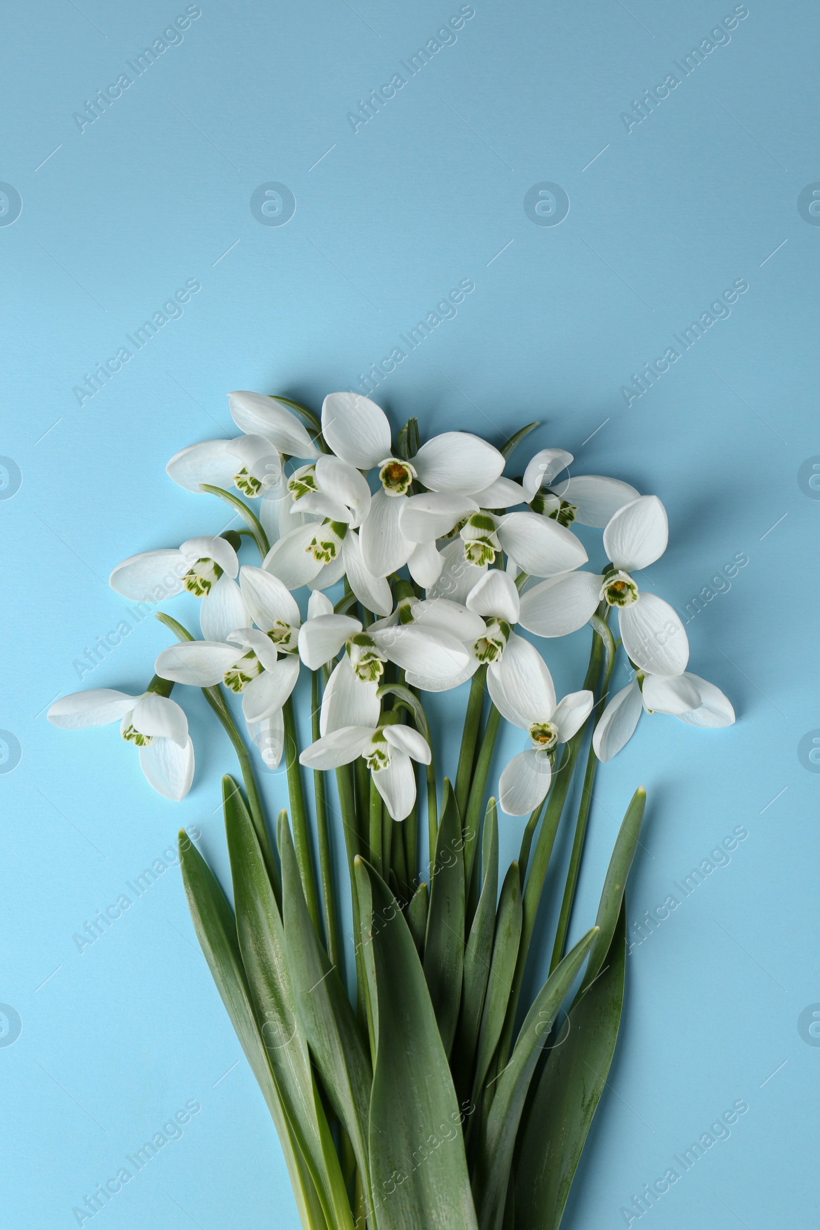 Photo of Beautiful snowdrops on light blue background, flat lay