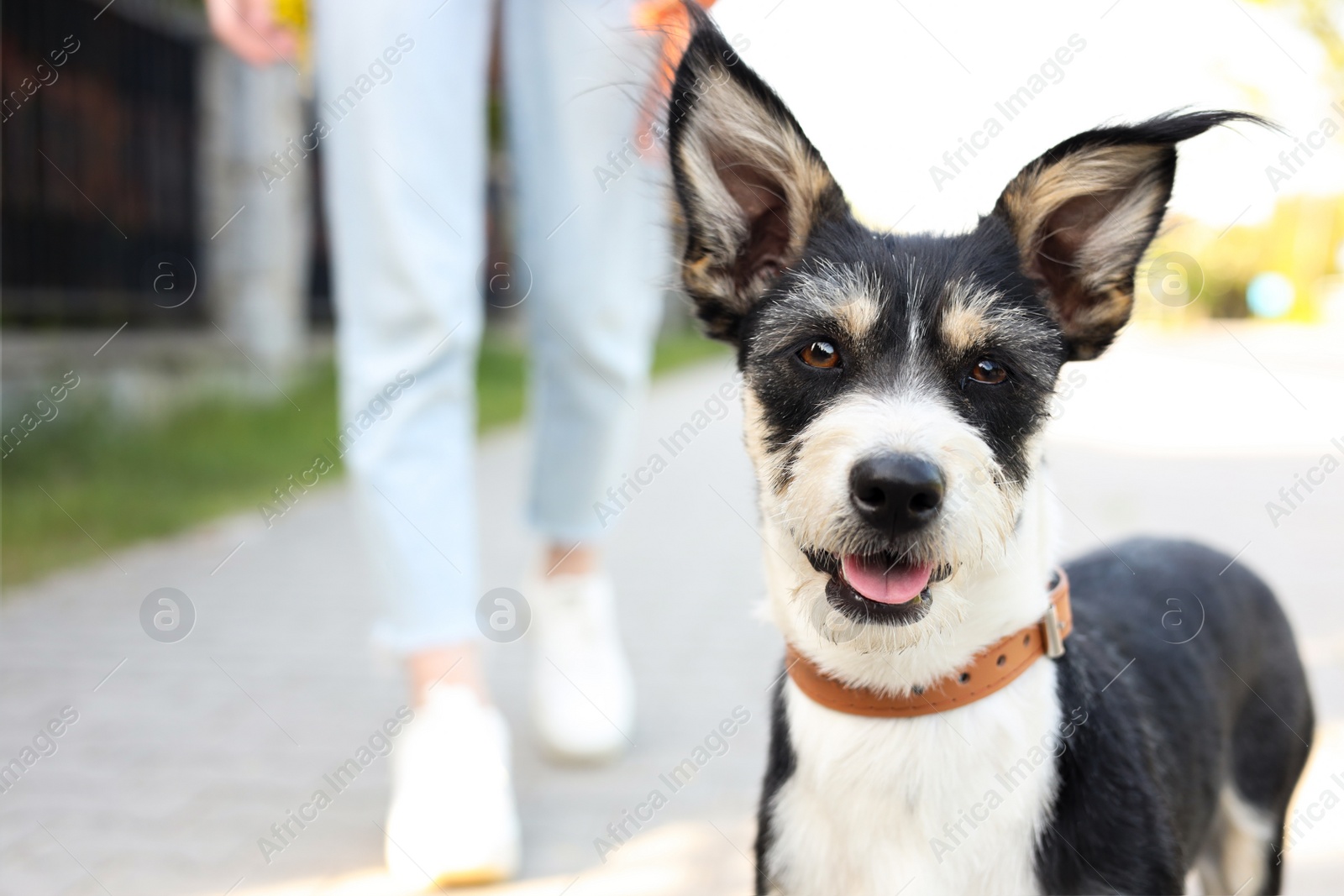 Photo of Woman walking her cute dog on city street, closeup. Space for text