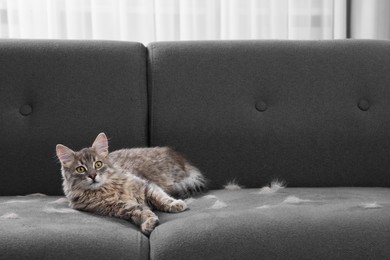 Cute cat and pet hair on grey sofa indoors