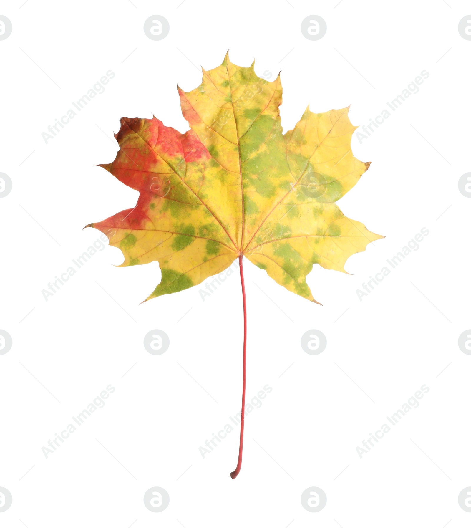 Photo of One maple leaf isolated on white. Autumn season