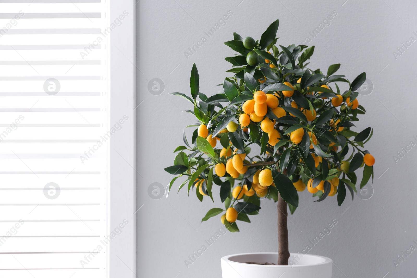 Photo of Potted kumquat tree near window indoors. Interior design