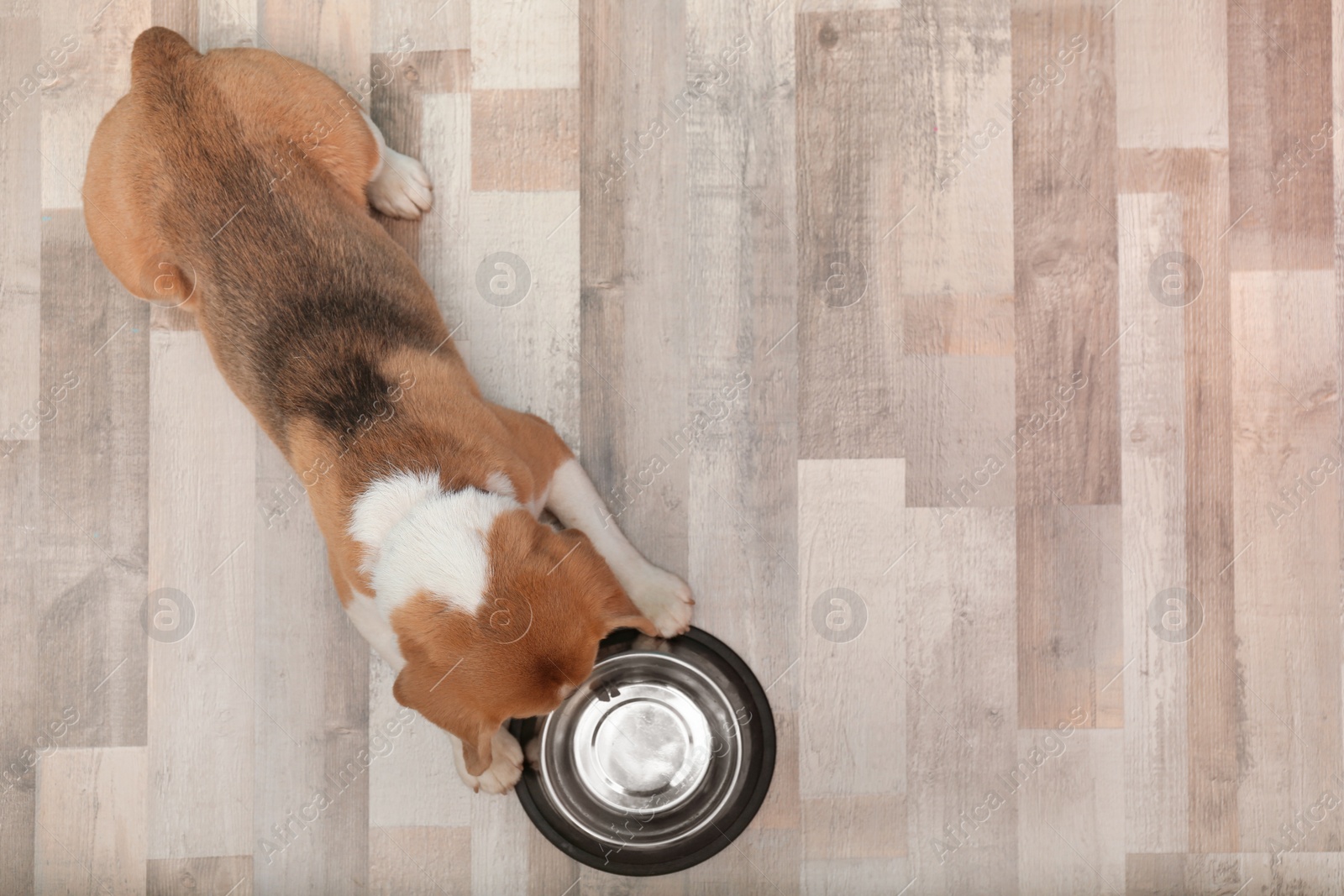 Photo of Cute Beagle dog lying on floor near bowl, top view