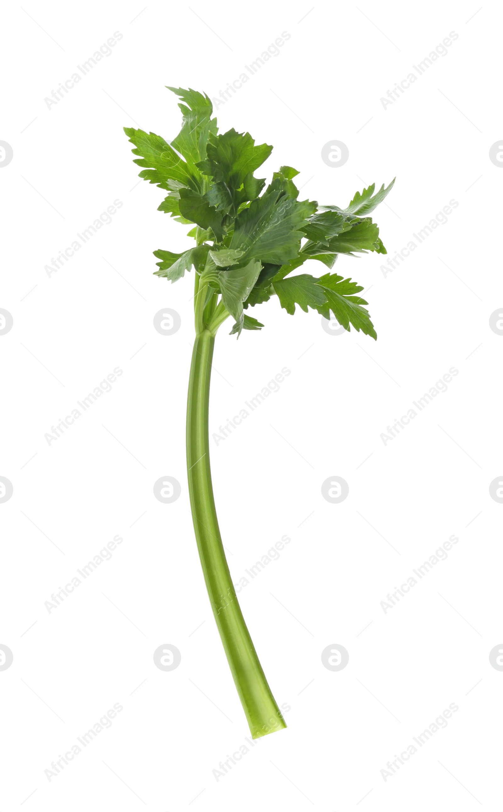 Photo of Fresh green celery stem with leaves isolated on white