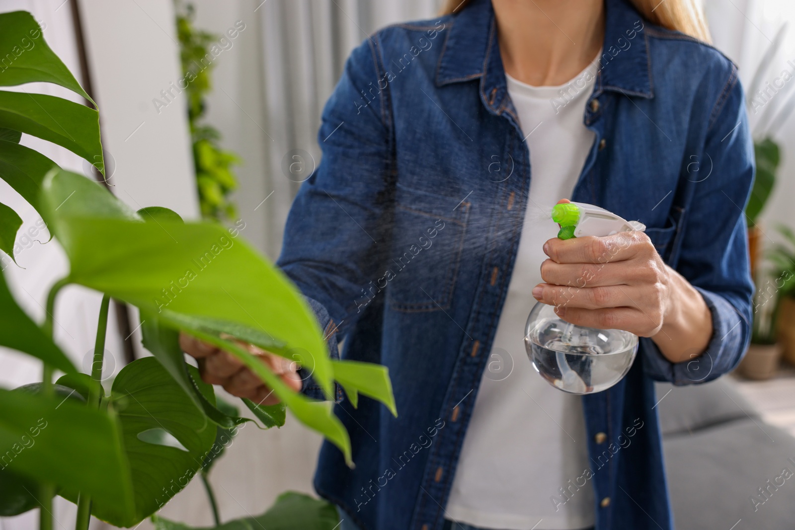 Photo of Woman spraying beautiful houseplants with water at home, closeup