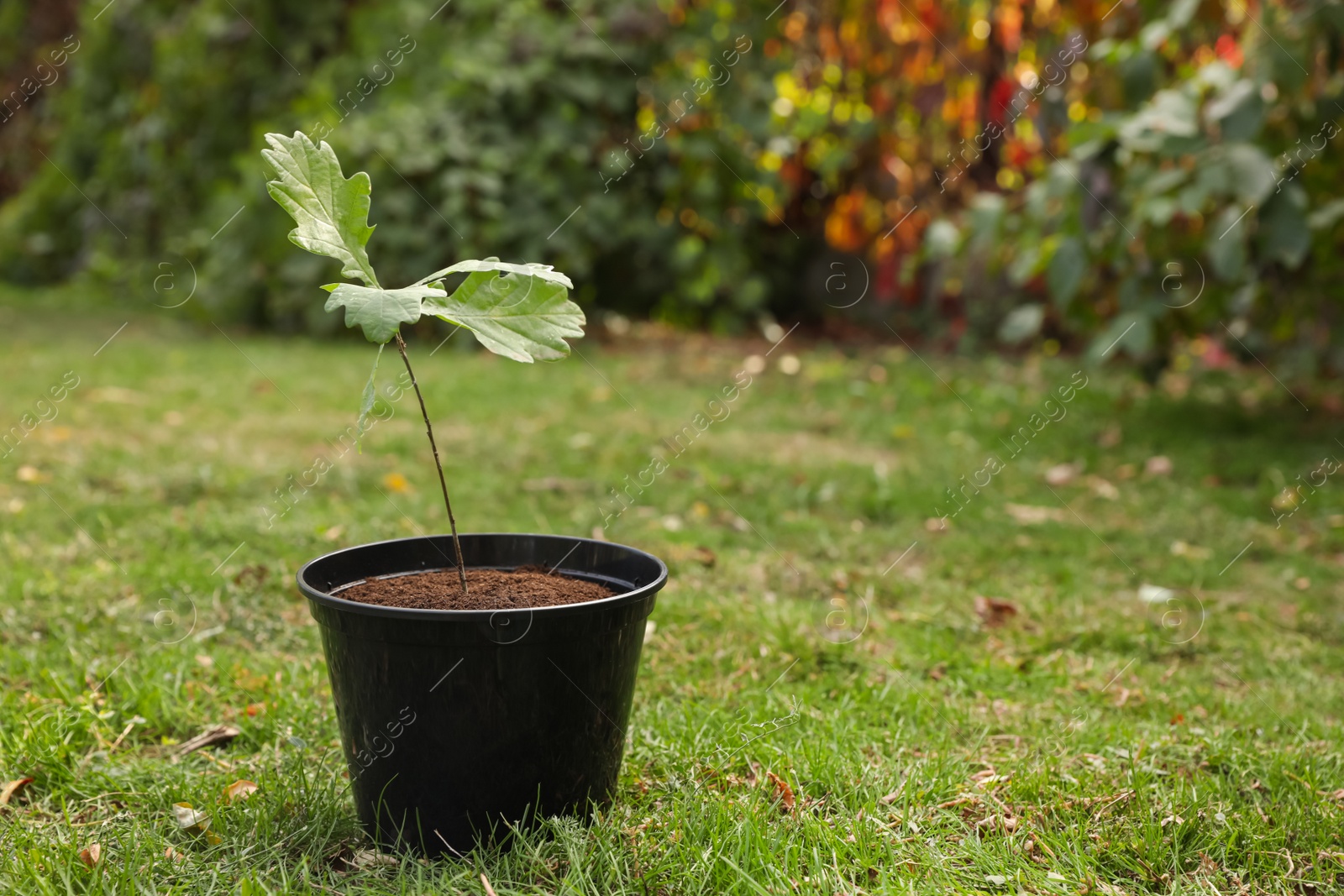 Photo of Pot with sapling on green grass in park, space for text. Planting tree