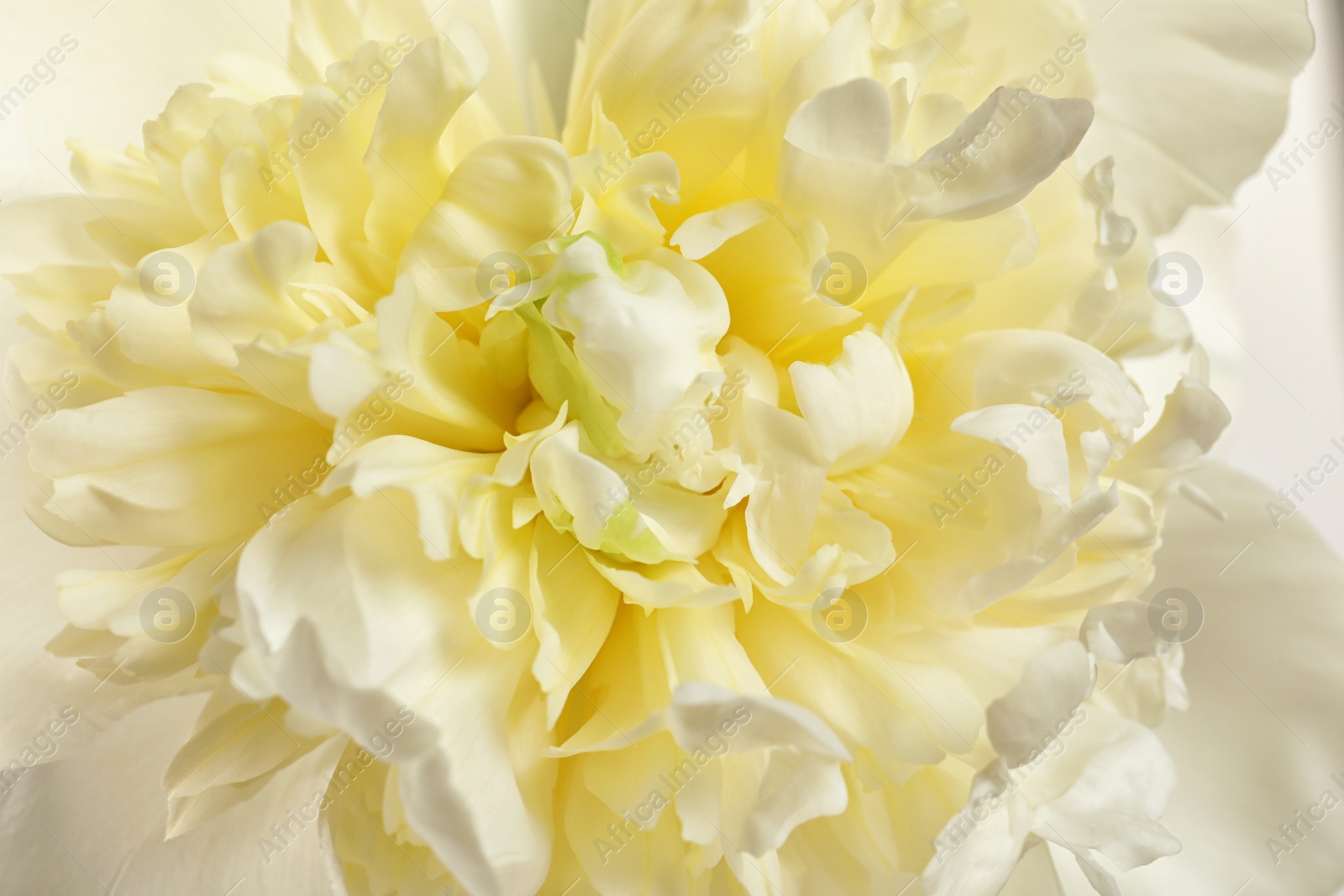 Photo of Fragrant peony as background, closeup view. Beautiful spring flower