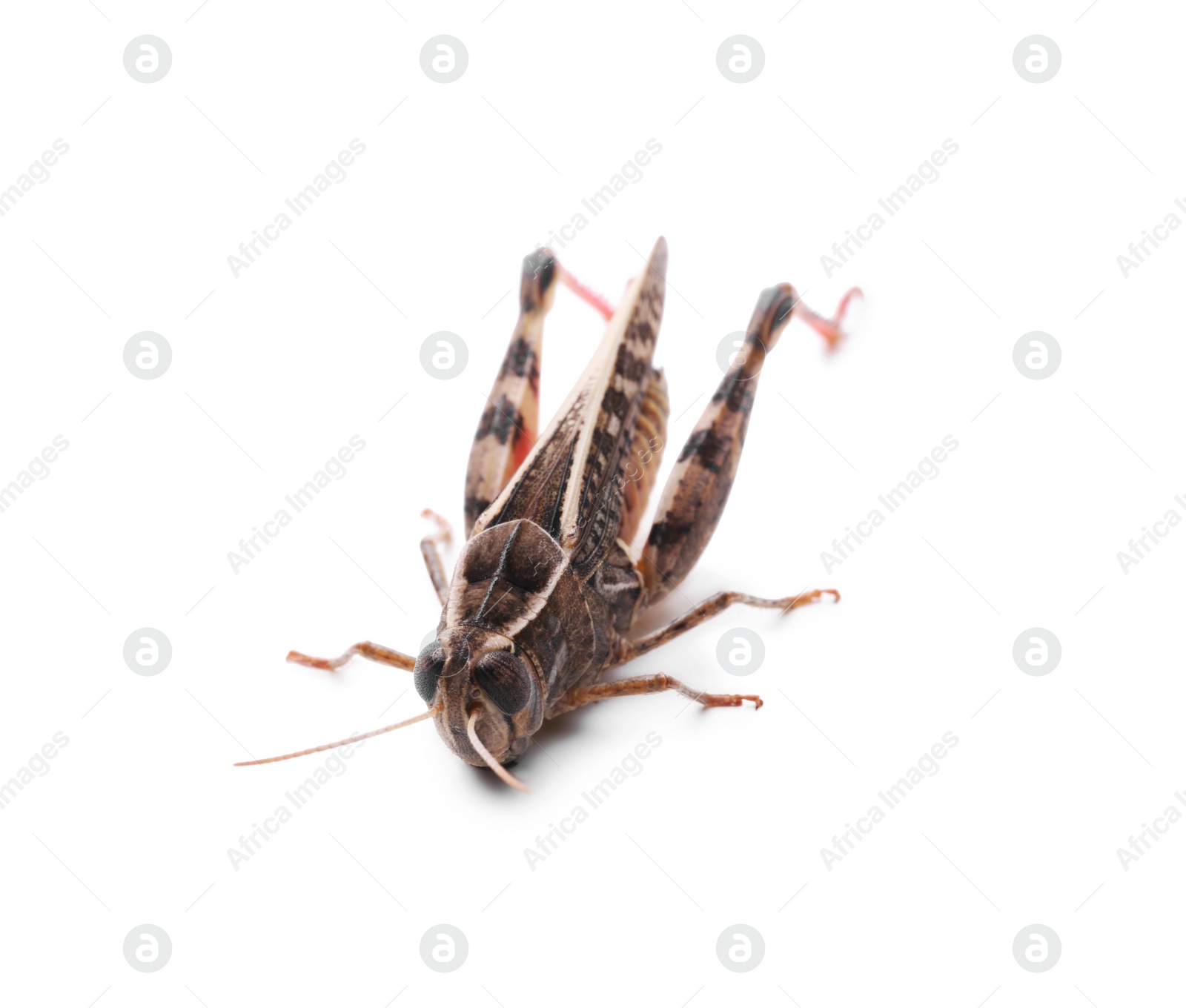 Photo of Common grasshopper isolated on white. Wild insect