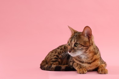 Photo of Cute Bengal cat on pink background, space for text. Adorable pet