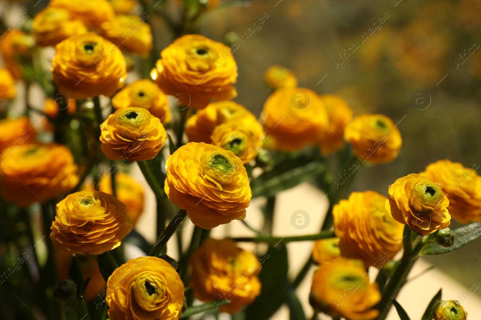 Photo of Beautiful ranunculus flowers on blurred background, closeup