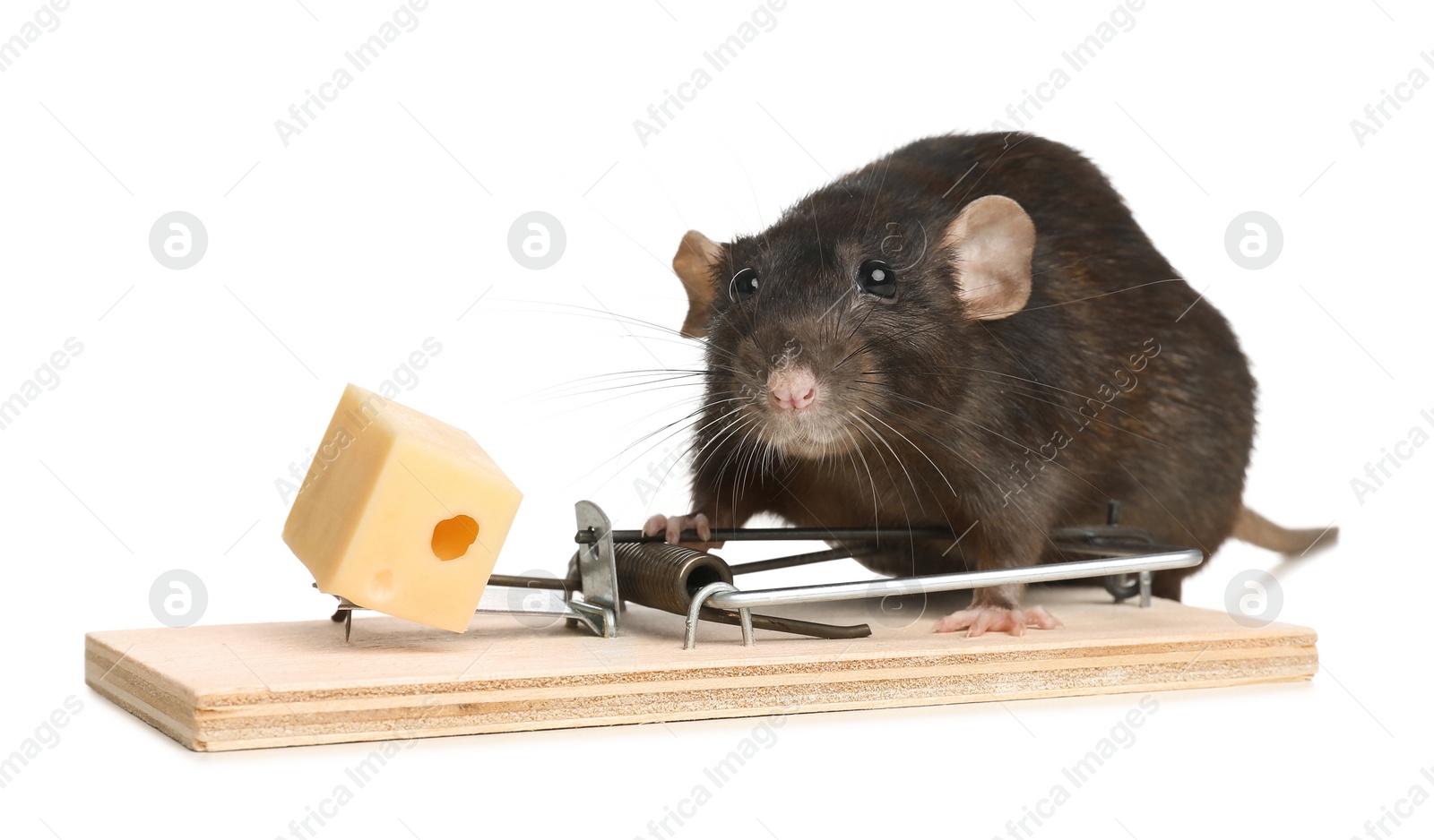 Photo of Rat and mousetrap with cheese on white background. Pest control