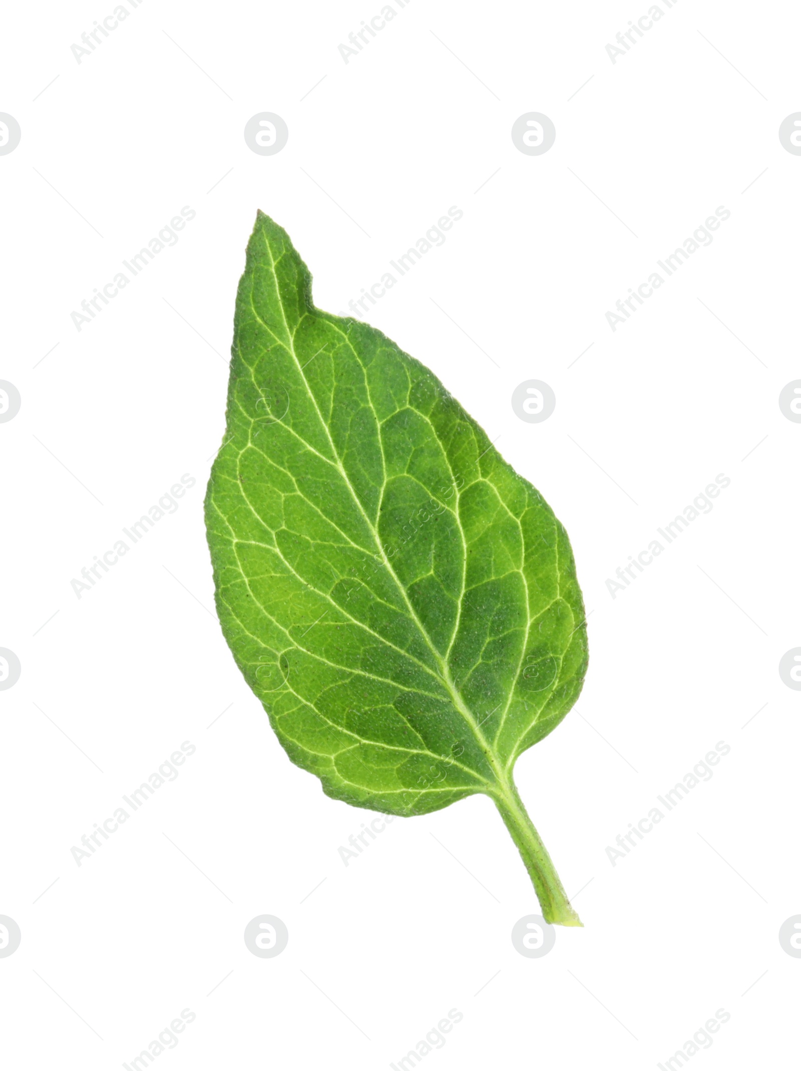 Photo of One green leaf of cherry tomato isolated on white