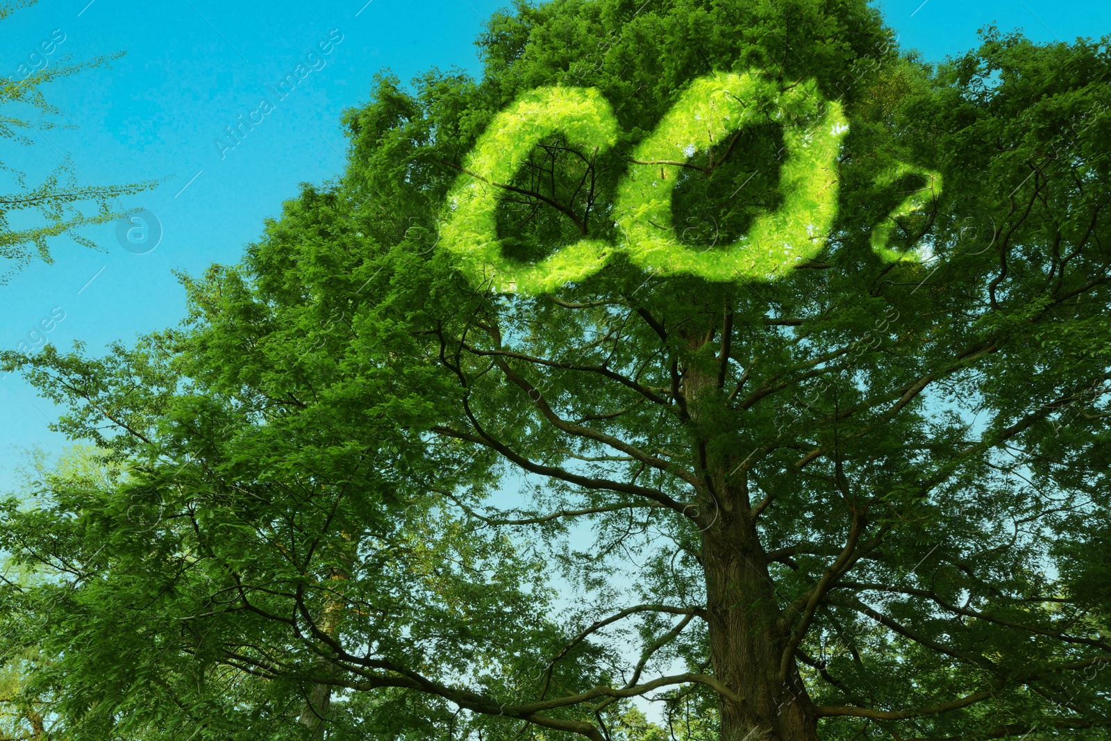 Image of Concept of clear air. CO2 inscription and beautiful green tree under blue sky, low angle view