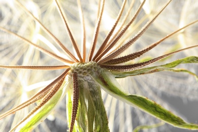 Dandelion seed head on grey background, close up