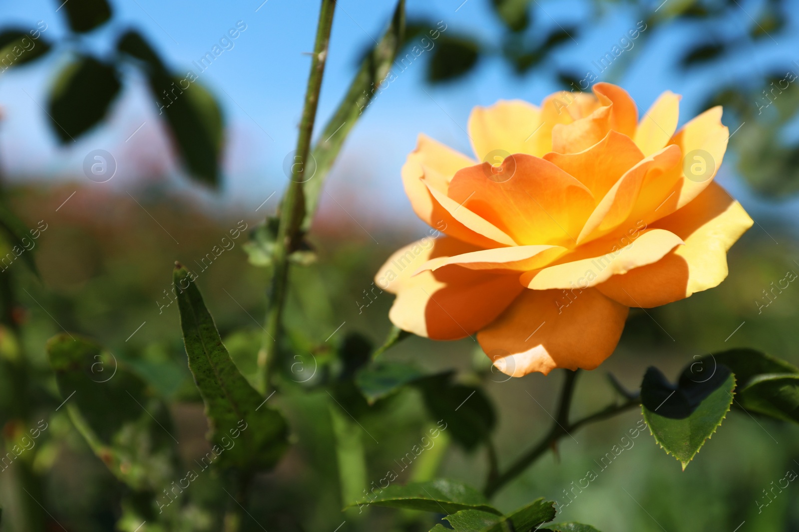 Photo of Beautiful rose in blooming garden on sunny day