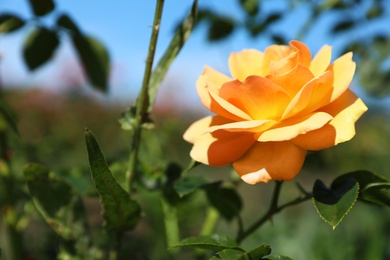 Beautiful rose in blooming garden on sunny day