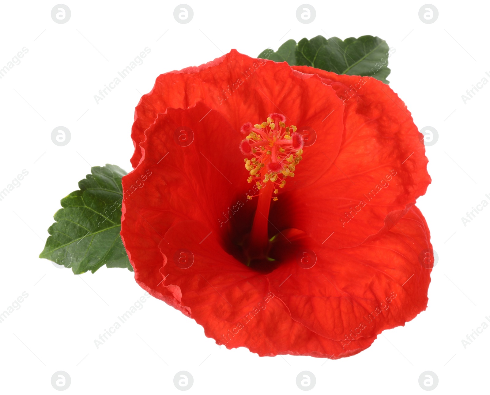 Photo of Beautiful red hibiscus flower and green leaves isolated on white