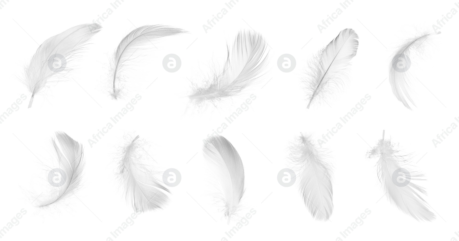 Image of Light feathers isolated on white, collection. Plumage