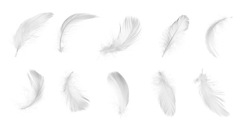 Image of Light feathers isolated on white, collection. Plumage