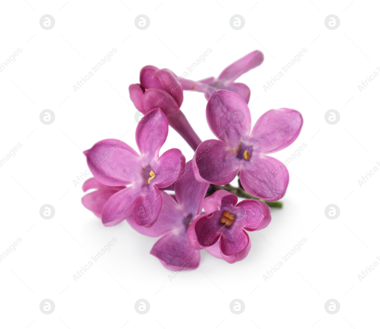 Photo of Beautiful purple lilac blossom isolated on white