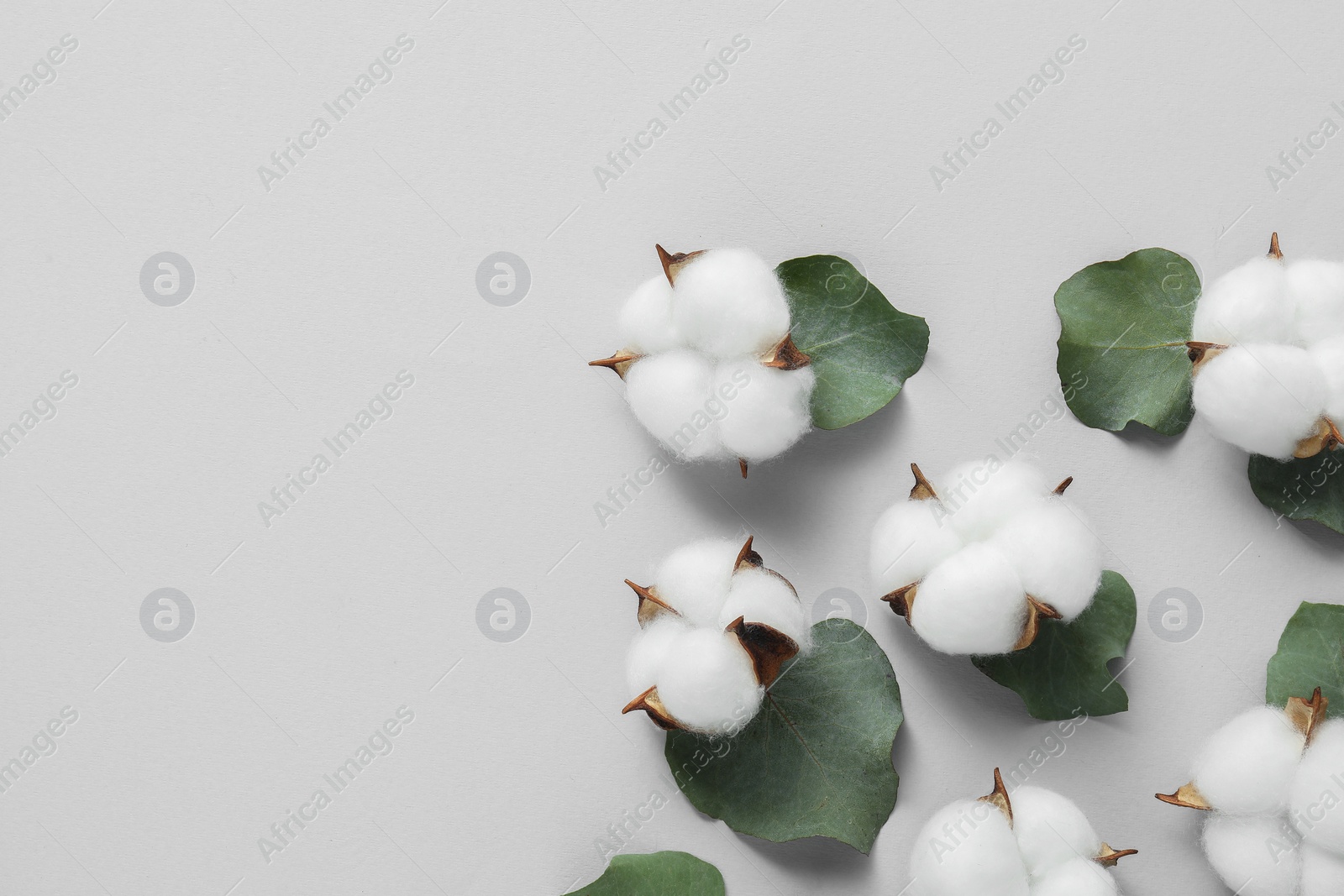 Photo of Cotton flowers and eucalyptus leaves on light grey background, flat lay. Space for text