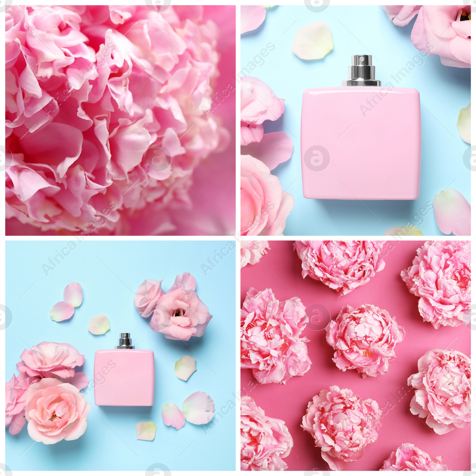 Image of Creative collage with photos of luxury perfume and beautiful flowers on color backgrounds 